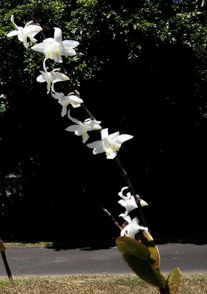 Dove orchids